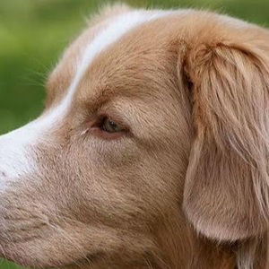 Meet your Posher, Brinn